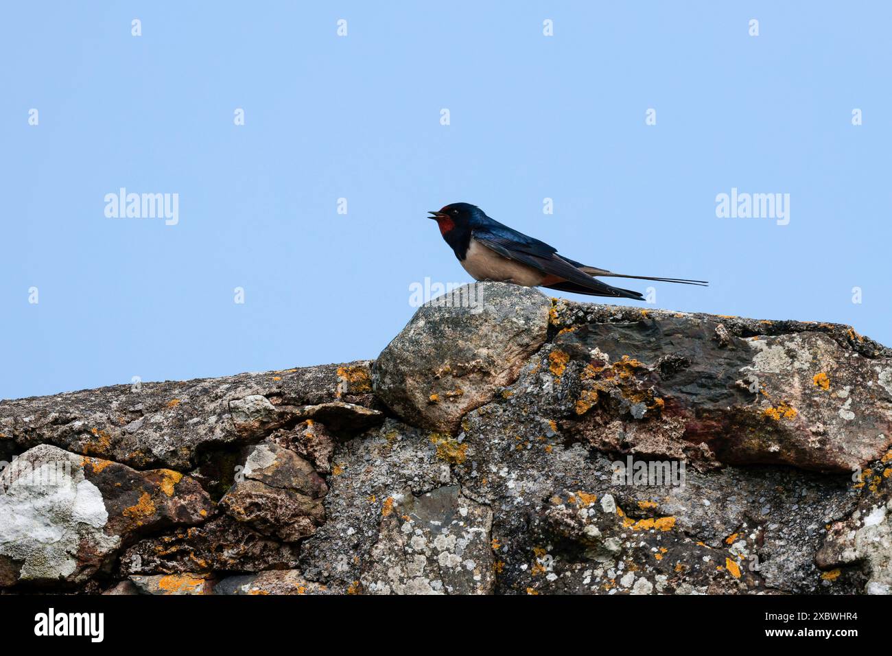 ingoiare hirundinidae, su pareti in pietra, berretto blu lucido e dorso e ali rosso arrugginito fronte e gola biancastra sottoparti rastrellate sulla coda forgiata Foto Stock