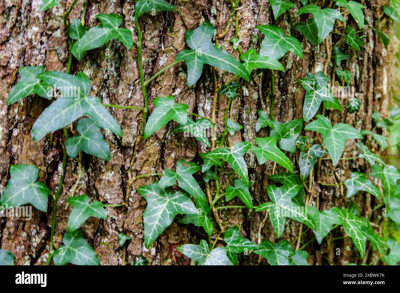 edera, tronco di alberi, foresta, vegetazione, natura, piante rampicanti, fogliame, foglie di edera, corteccia degli alberi, boschi, foglie verdi, piante Foto Stock