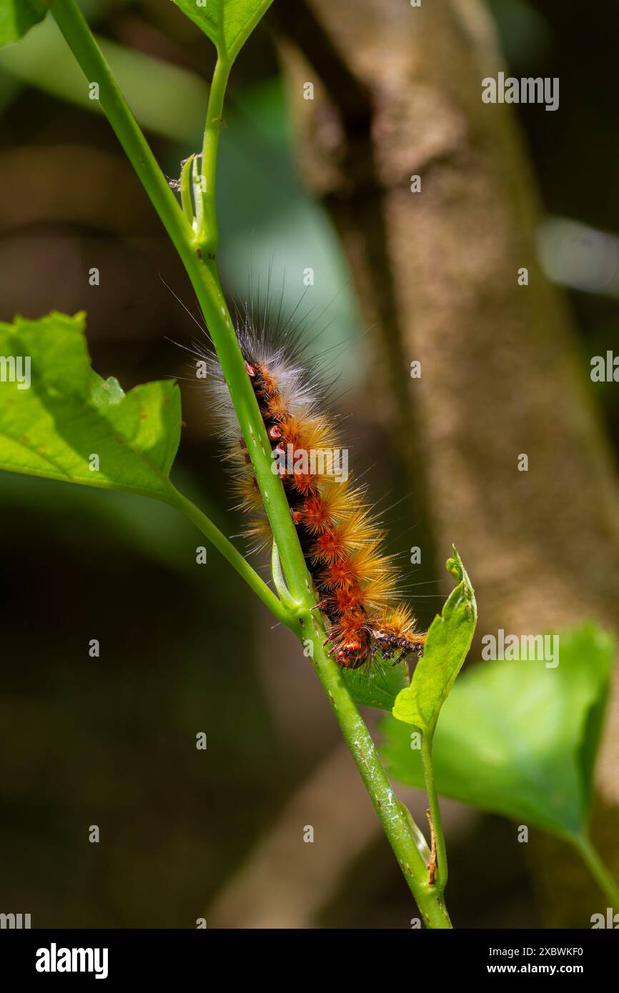 Primo piano di un amsactoides solitarius bruco marrone con peli lunghi sulla schiena, a dimostrazione della sua naturale capacità mimetica. Wulai, Taiwan. Foto Stock