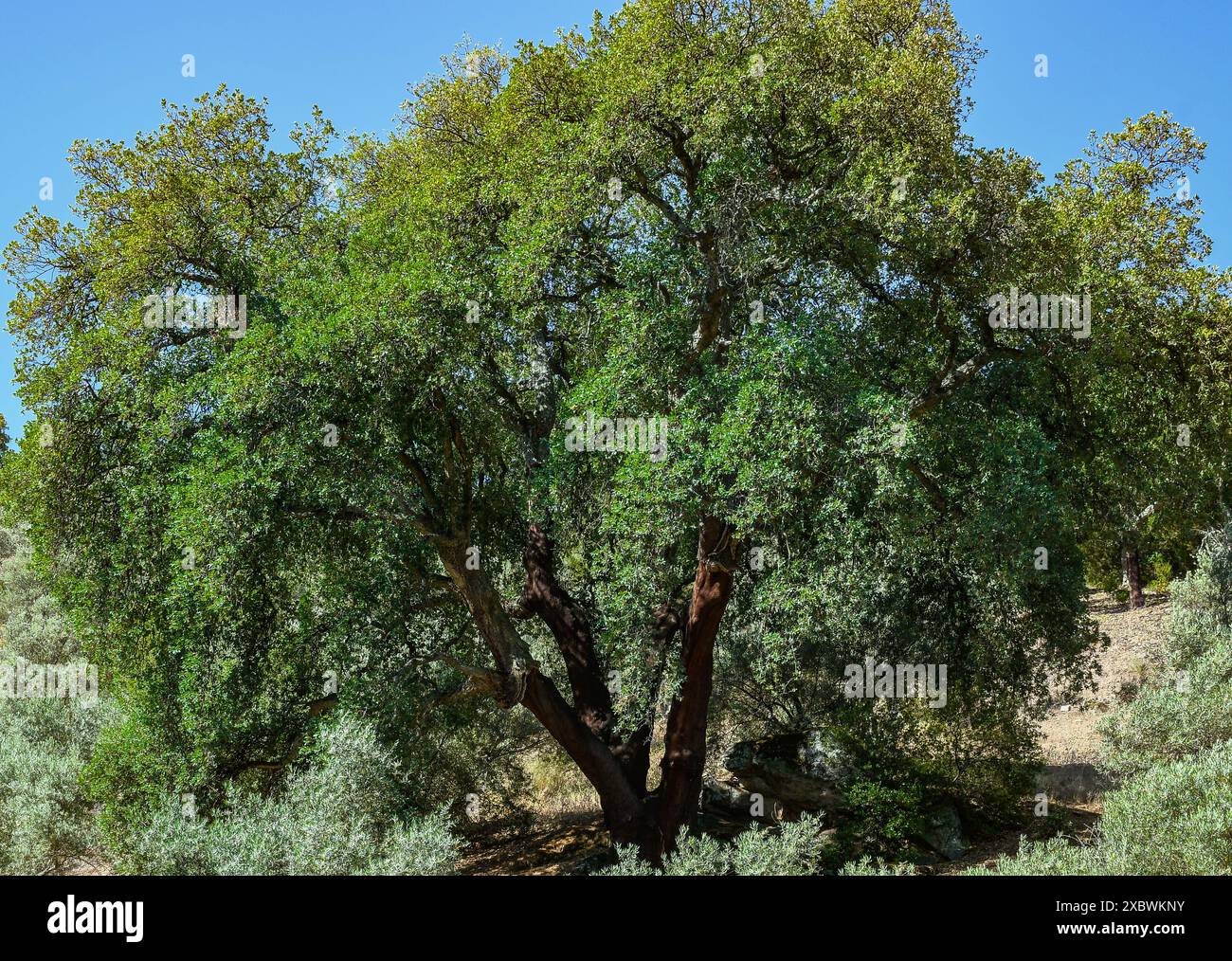 Quercus suber, comunemente chiamato quercia da sughero, è la fonte primaria di sughero, Sierra Madrona, Fuencaliente, Provincia di Ciudad Real, Spagna Foto Stock