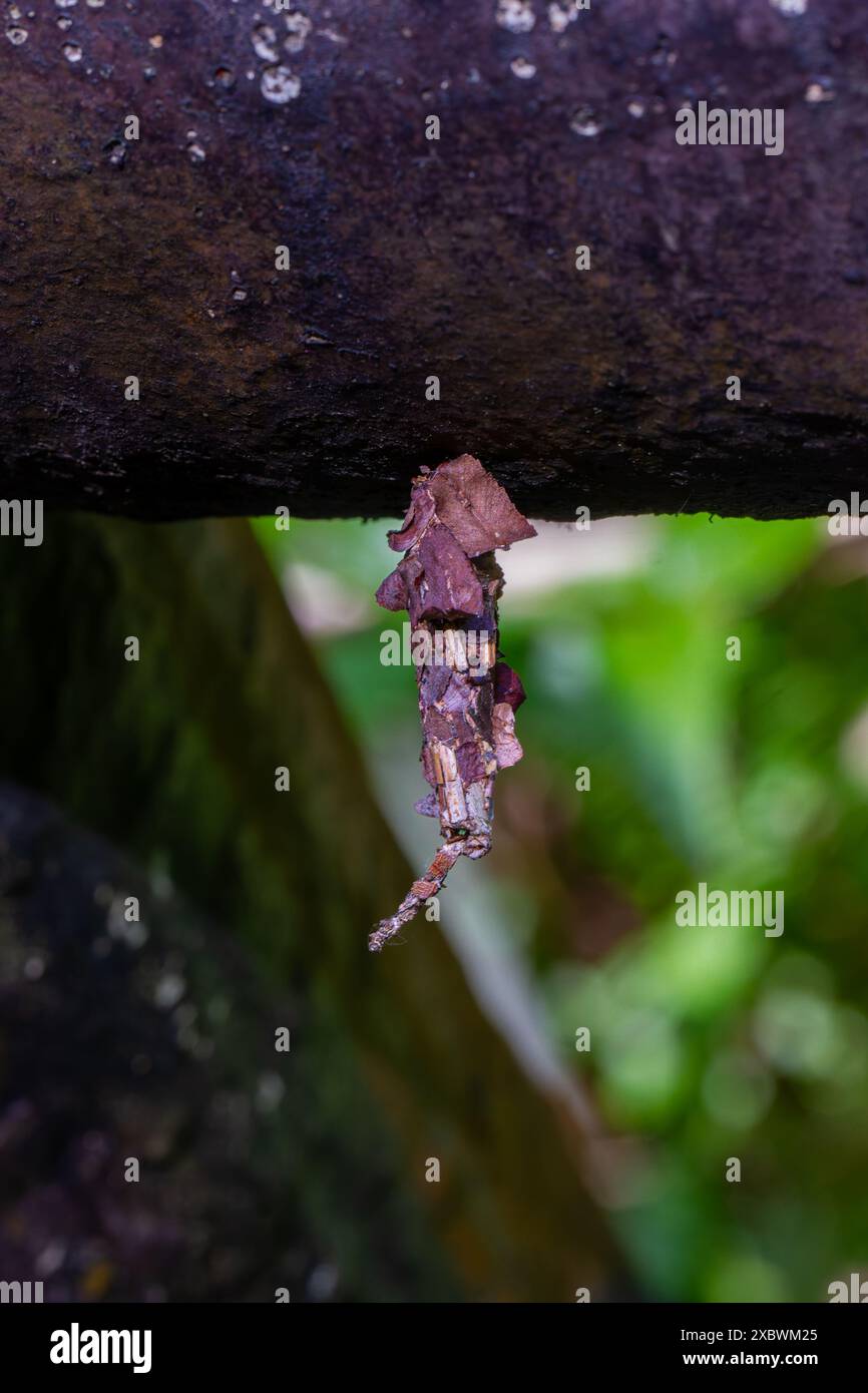 Vista dettagliata delle larve di Eumeta japonica mimetizzate e del suo bozzolo; sono visibili tonalità e consistenza marrone terroso. Preso a Wulai, Taiwan. Foto Stock