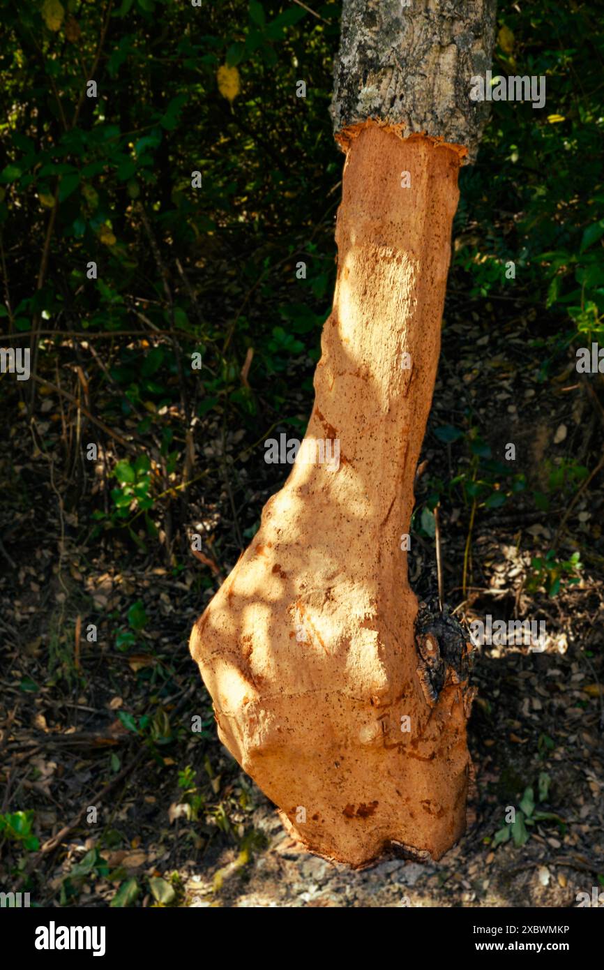Quercus suber, comunemente chiamato quercia da sughero, è la fonte primaria di sughero, Sierra Madrona, Fuencaliente, Provincia di Ciudad Real, Spagna Foto Stock