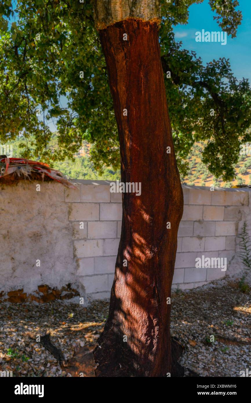 Quercus suber, comunemente chiamato quercia da sughero, è la fonte primaria di sughero, Sierra Madrona, Fuencaliente, Provincia di Ciudad Real, Spagna Foto Stock