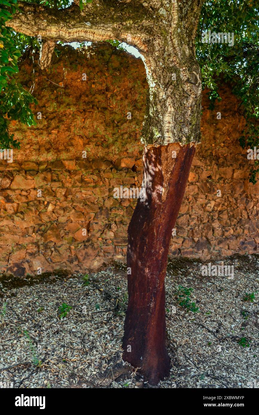 Quercus suber, comunemente chiamato quercia da sughero, è la fonte primaria di sughero, Sierra Madrona, Fuencaliente, Provincia di Ciudad Real, Spagna Foto Stock
