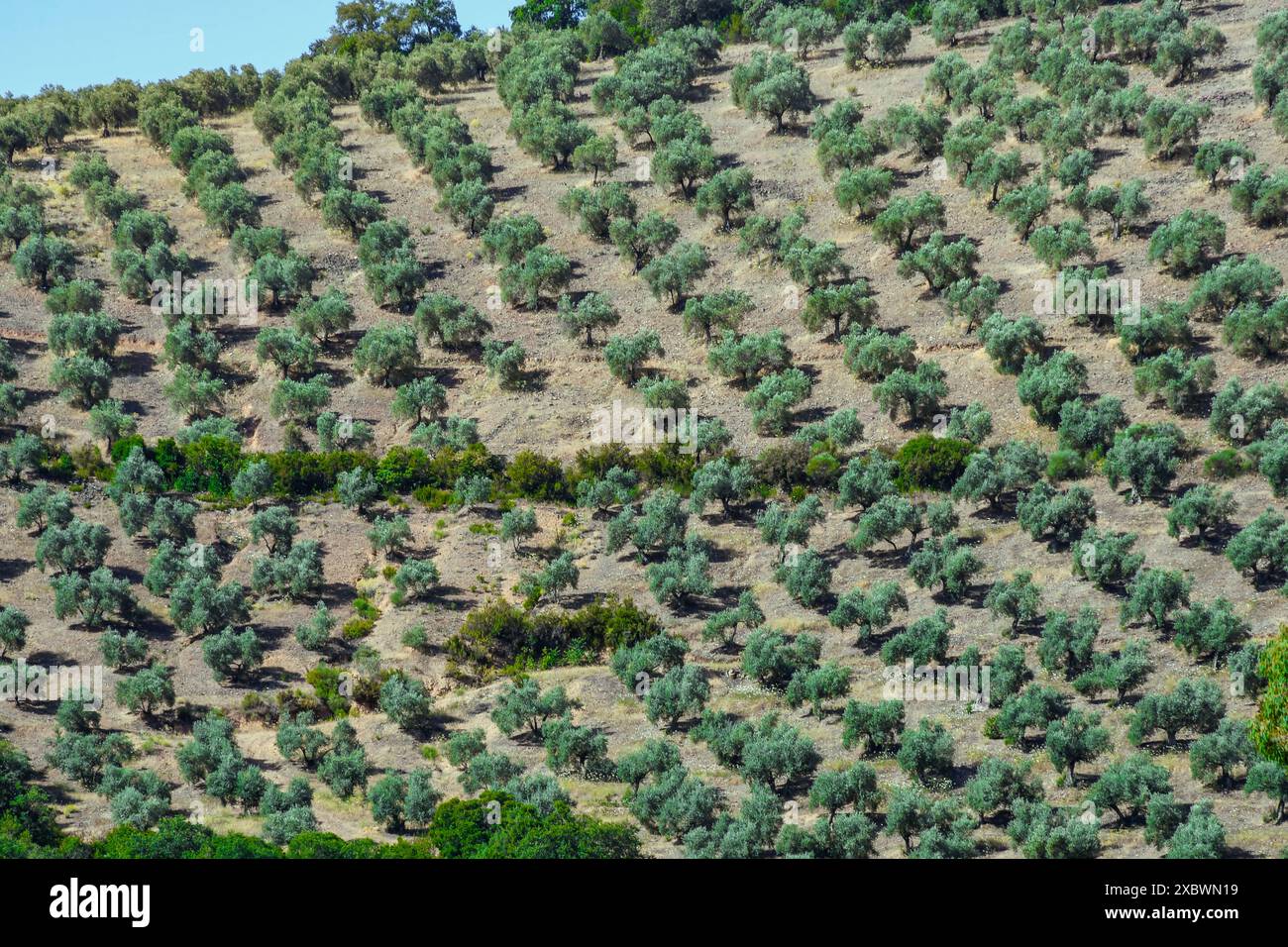 Oliveti, olivicoltura e olivicoltura su terreni in pendenza, Fuencaliente, provincia di Ciudada Real, Spagna Foto Stock