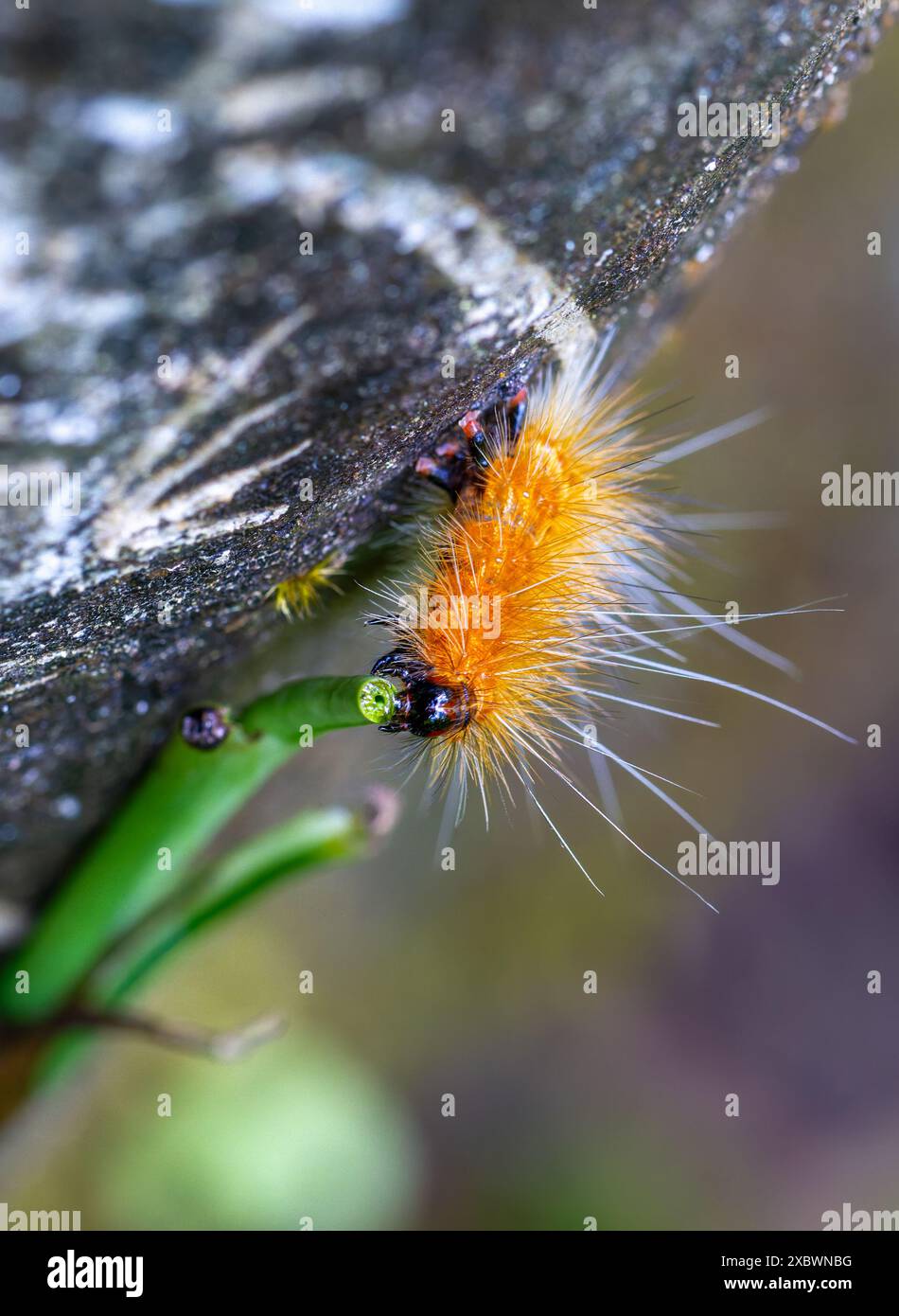 Un bruco Spilarctia arancione subcarnea è stato visto banchettare sul gambo della pianta, la sua coda nera con lunghi peli bianchi. Wulai, Taiwan. Foto Stock