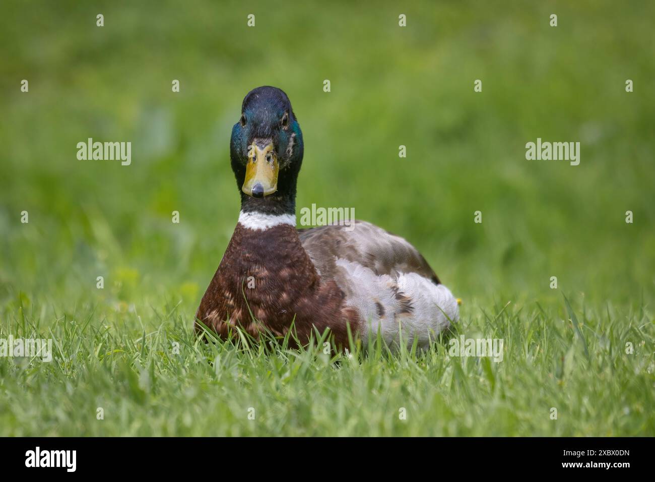 Un primo piano di un'anatra maschile, Anas platyrhynchos. Egli è seduto sull'erba che circonda l'argomento. Guardando direttamente la fotocamera Foto Stock