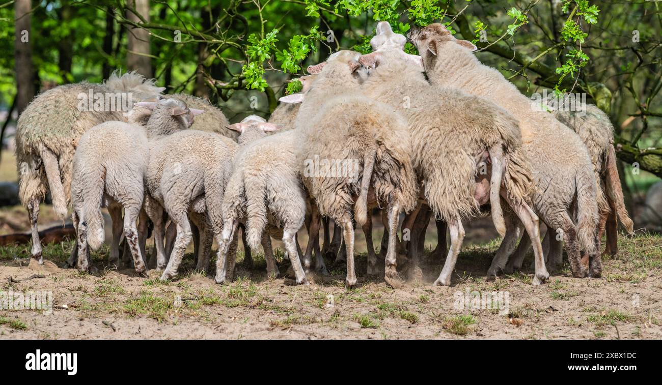 Vista divertente di pecore e agnelli affiancati, mangiando foglie dall'albero. Foto Stock