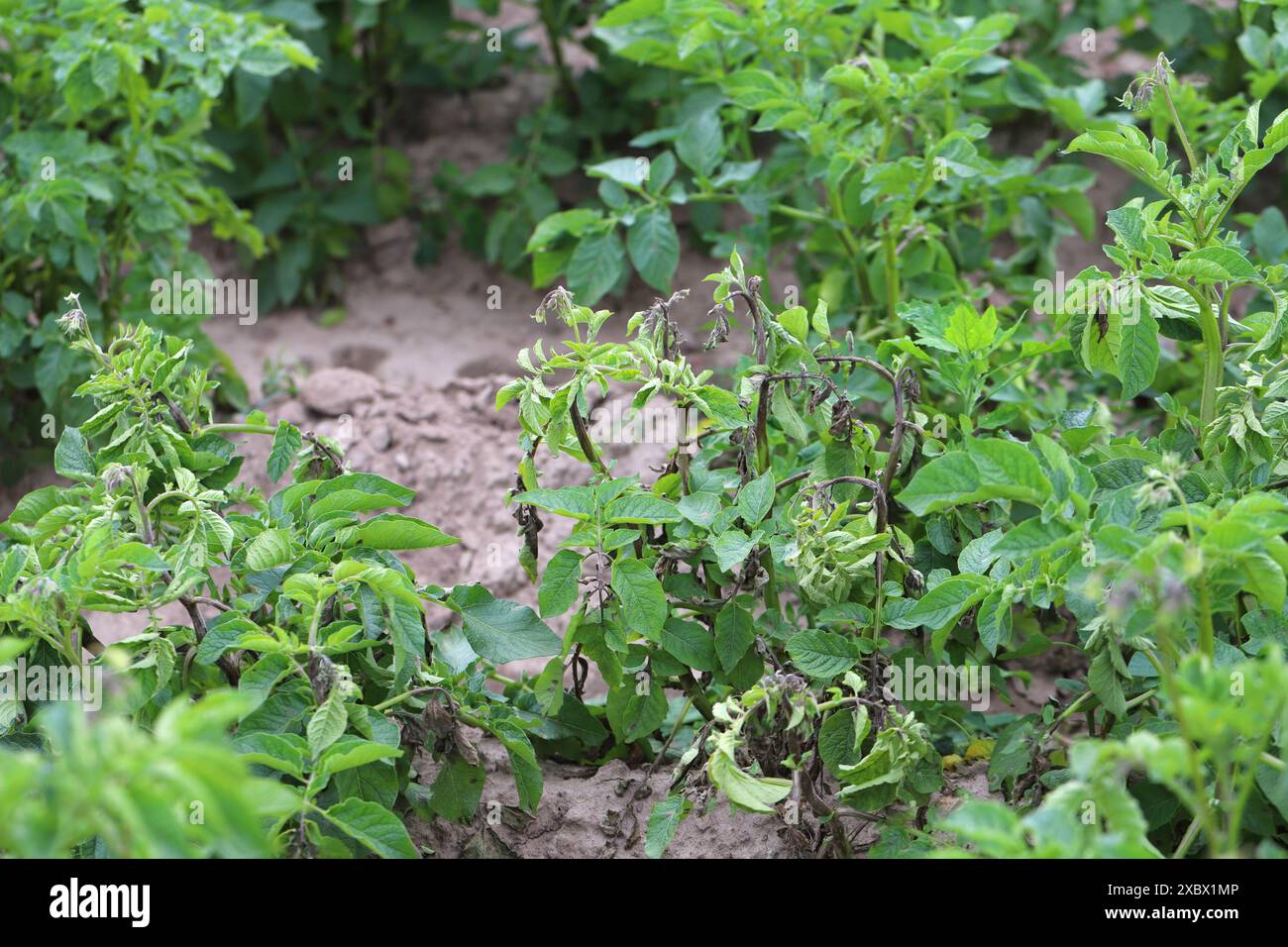 La piaga della patata o la piaga tardiva è una grave malattia della patata e del pomodoro causata da un microrganismo simile al fungo Phytophthora infestans. Foto Stock