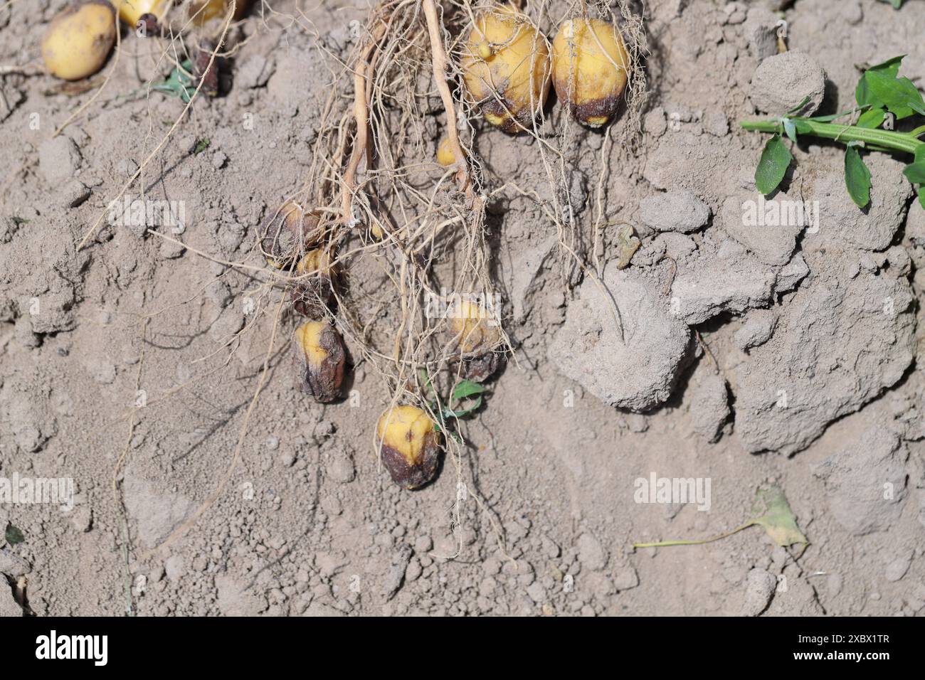 La piaga della patata o la piaga tardiva è una grave malattia della patata e del pomodoro causata da un microrganismo simile al fungo Phytophthora infestans. Foto Stock
