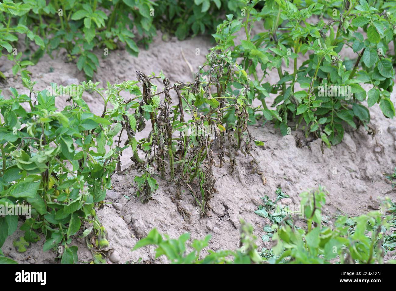 La piaga della patata o la piaga tardiva è una grave malattia della patata e del pomodoro causata da un microrganismo simile al fungo Phytophthora infestans. Foto Stock