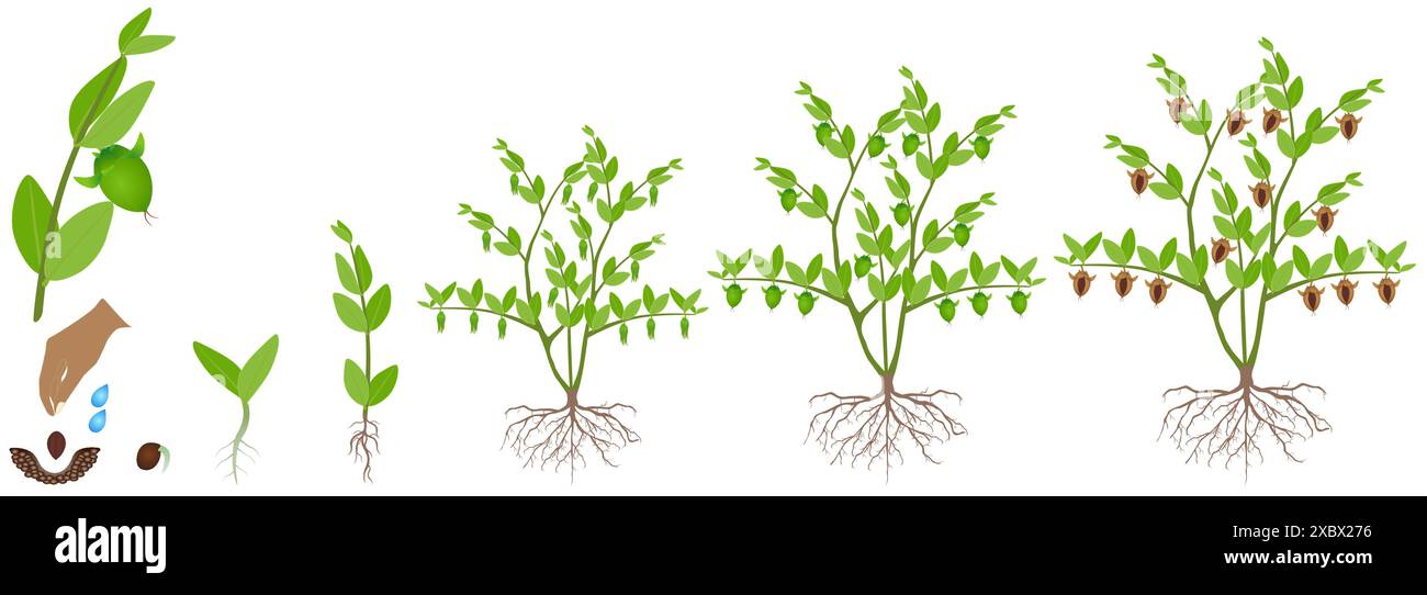 Ciclo di crescita di una pianta di jojoba su sfondo bianco. Illustrazione Vettoriale