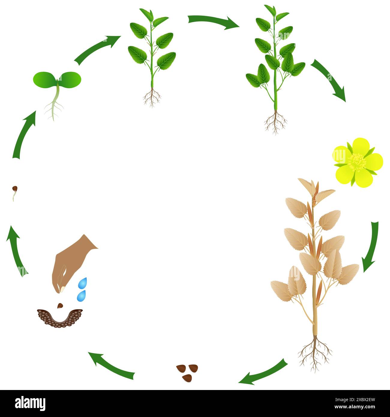 Ciclo di vita della pianta di iuta su sfondo bianco. Illustrazione Vettoriale