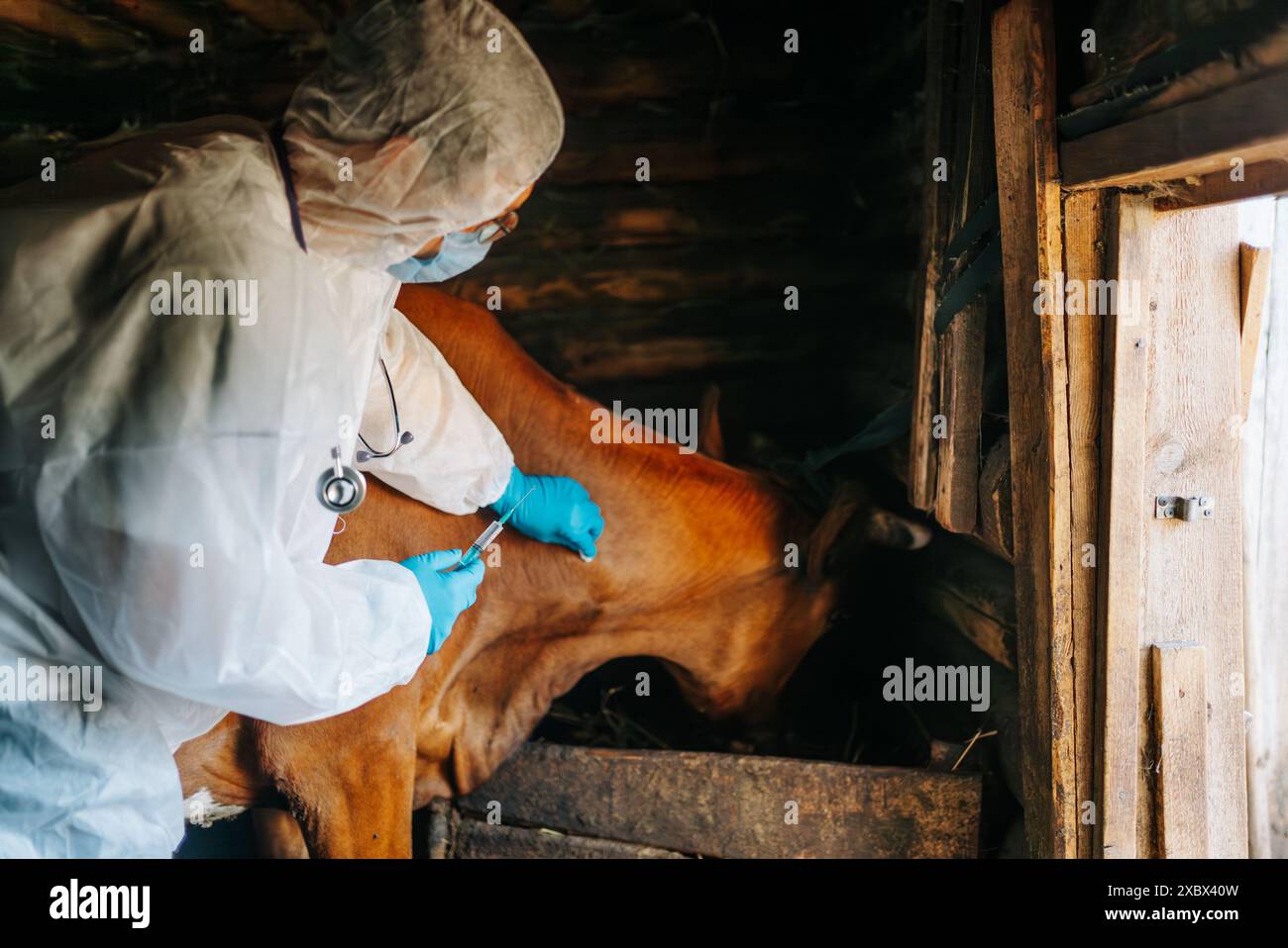 Il veterinario in indumenti protettivi sta somministrando un'iniezione alla mucca nel fienile. Il veterinario sta indossando maschera, guanti e tuta bianca per garantire la biosicurezza. Foto Stock