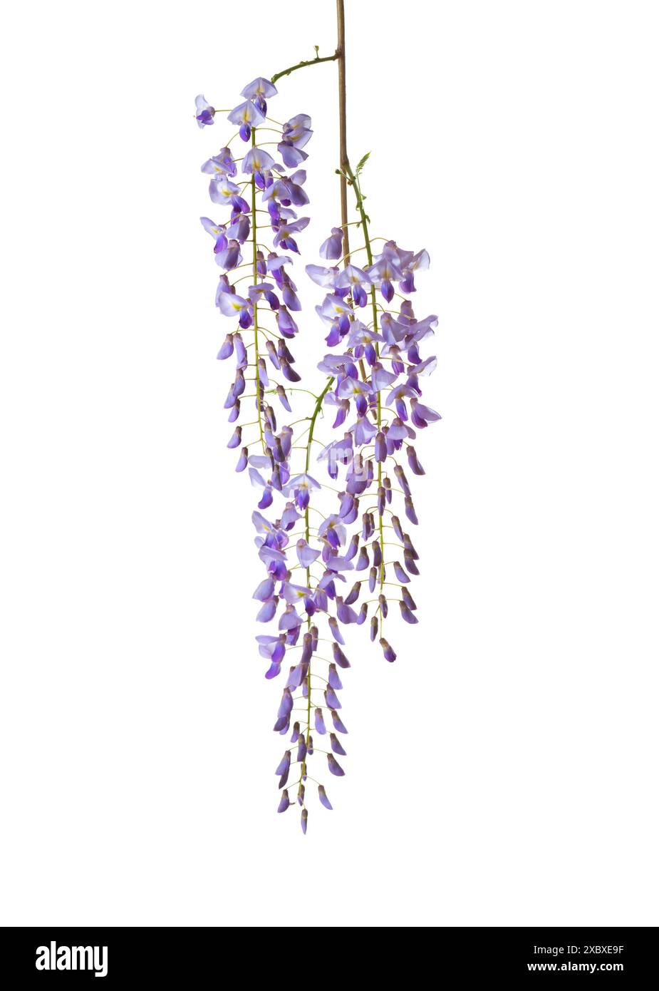 Ramo di fiori di Wisteria isolato su sfondo bianco. Foto Stock