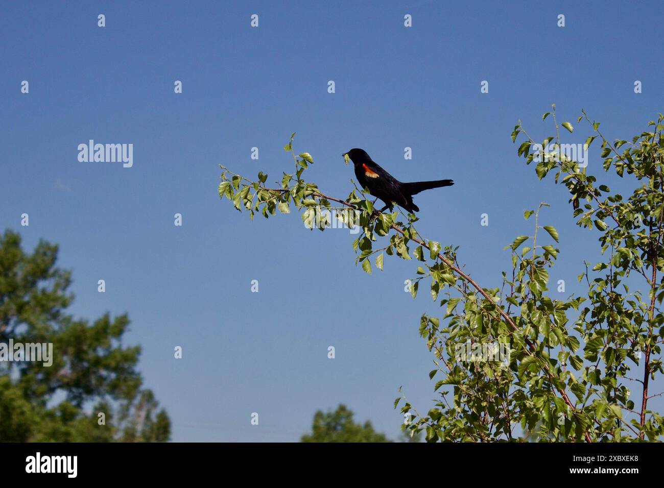Un blackbird alato rosso seduto su un albero con un insetto in bocca Foto Stock