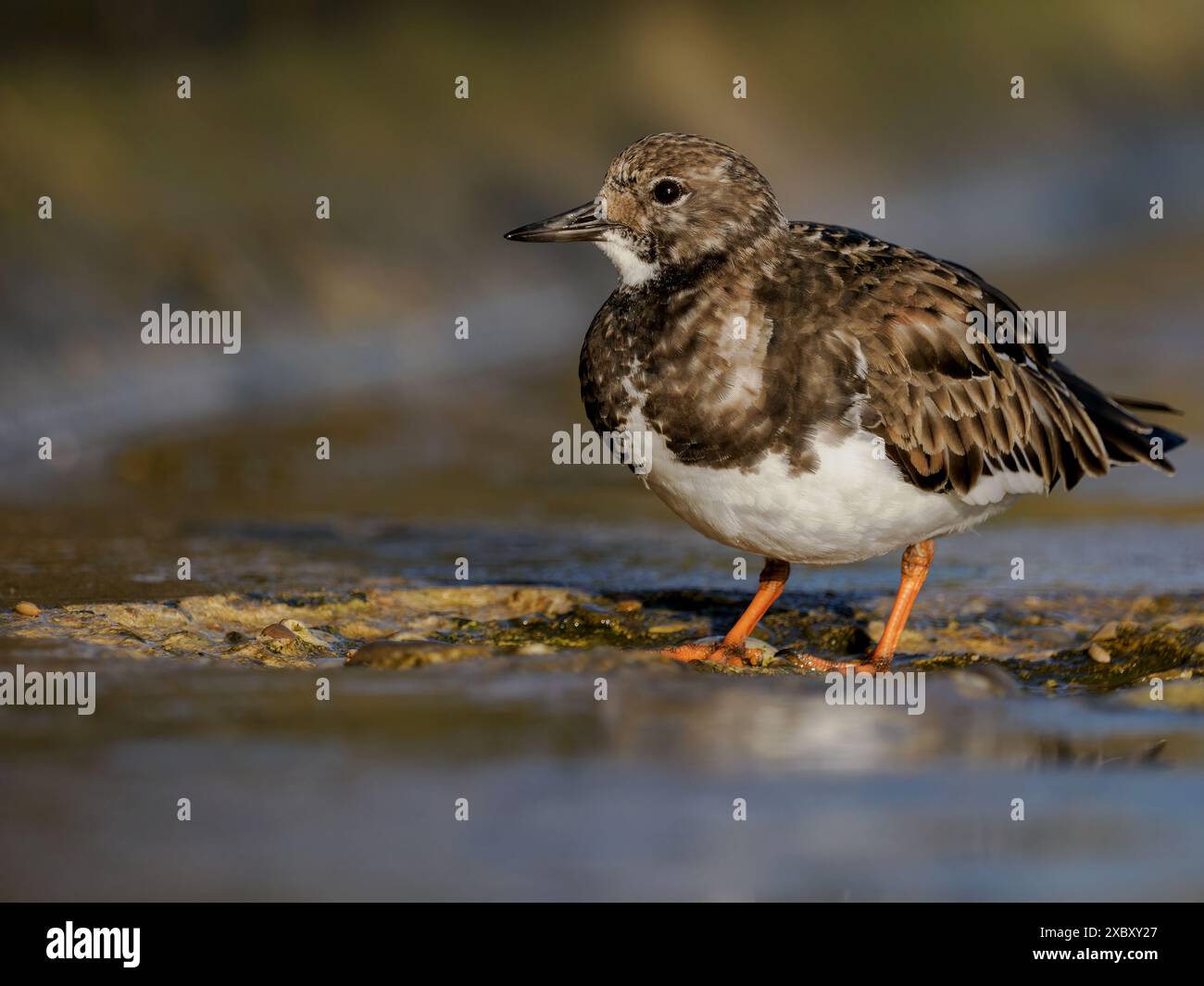 Turnstone, Ruddy Turnstone, Arenaria interpres, uccello adulto su una parete marina bagnata, Norfolk Foto Stock
