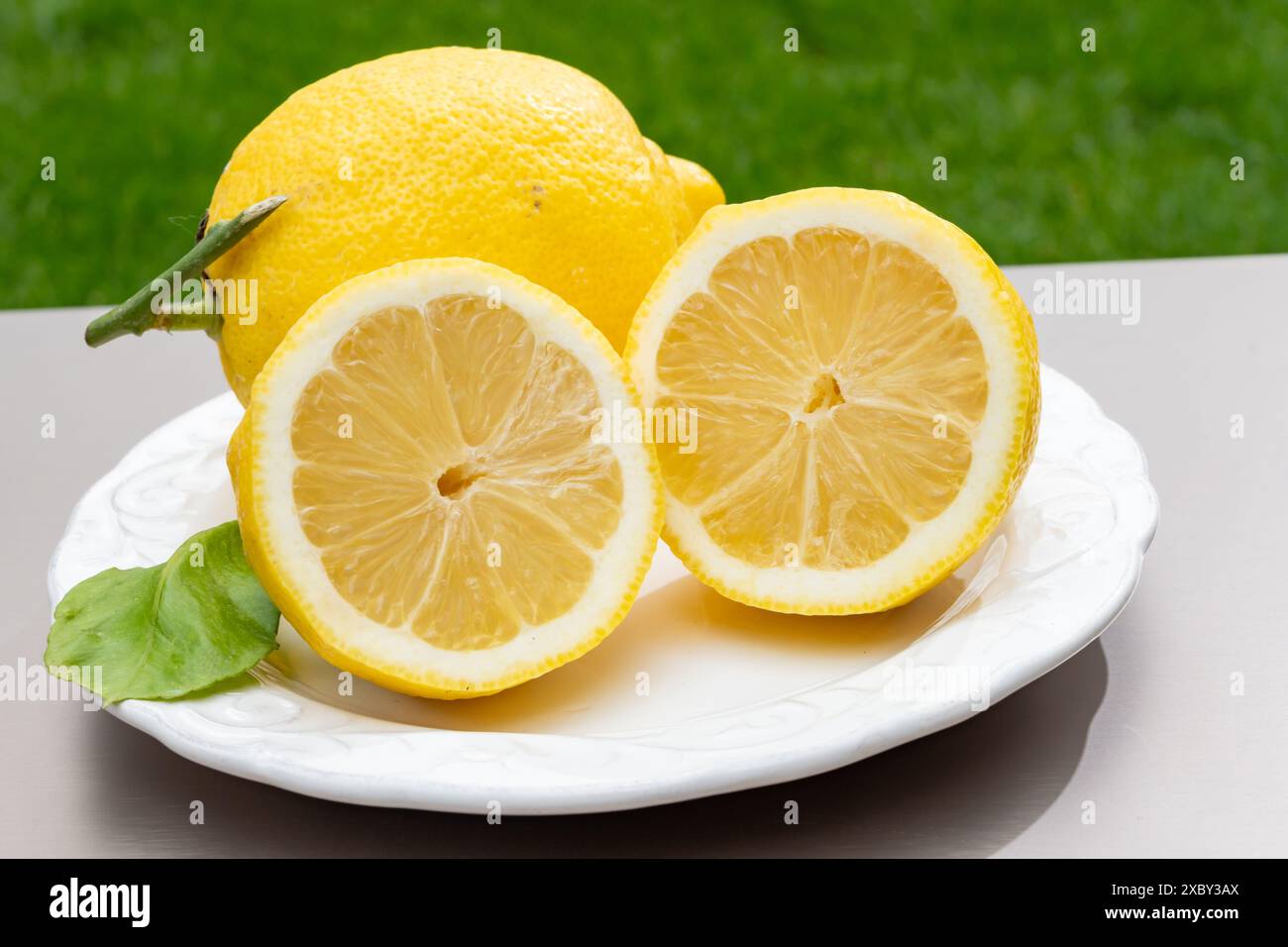 Limoni gialli italiani freschi e maturi di Sorrento, nuova raccolta Foto Stock