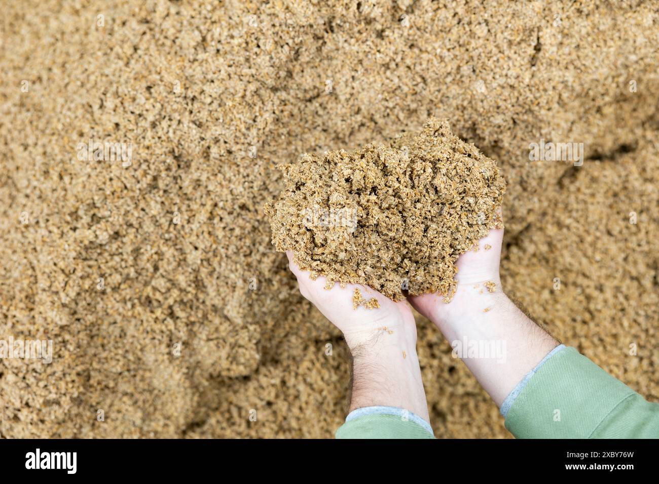 Mani di contadini maschi che detengono una manciata di chicchi di birra Foto Stock