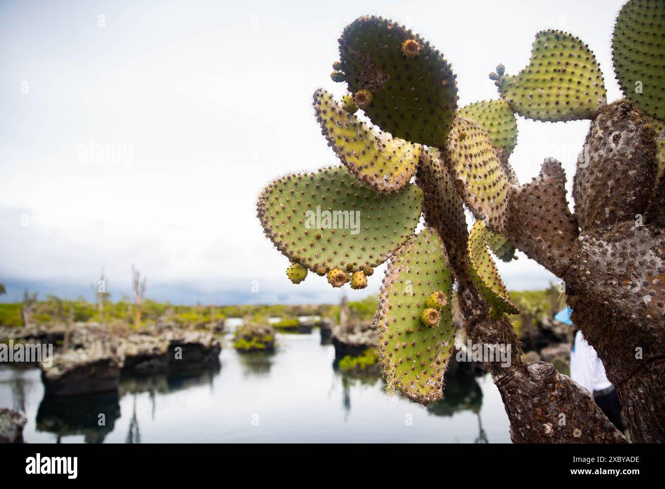Un cactus di fichi d'India selvatico sulle isole Galapagos Foto Stock