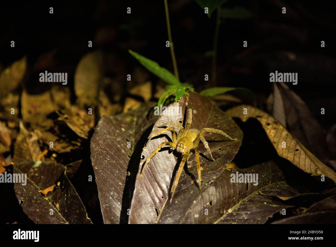 Un grande ragno di banane nel Parco Nazionale di Yasuni nella foresta pluviale amazzonica dell'Ecuador Foto Stock