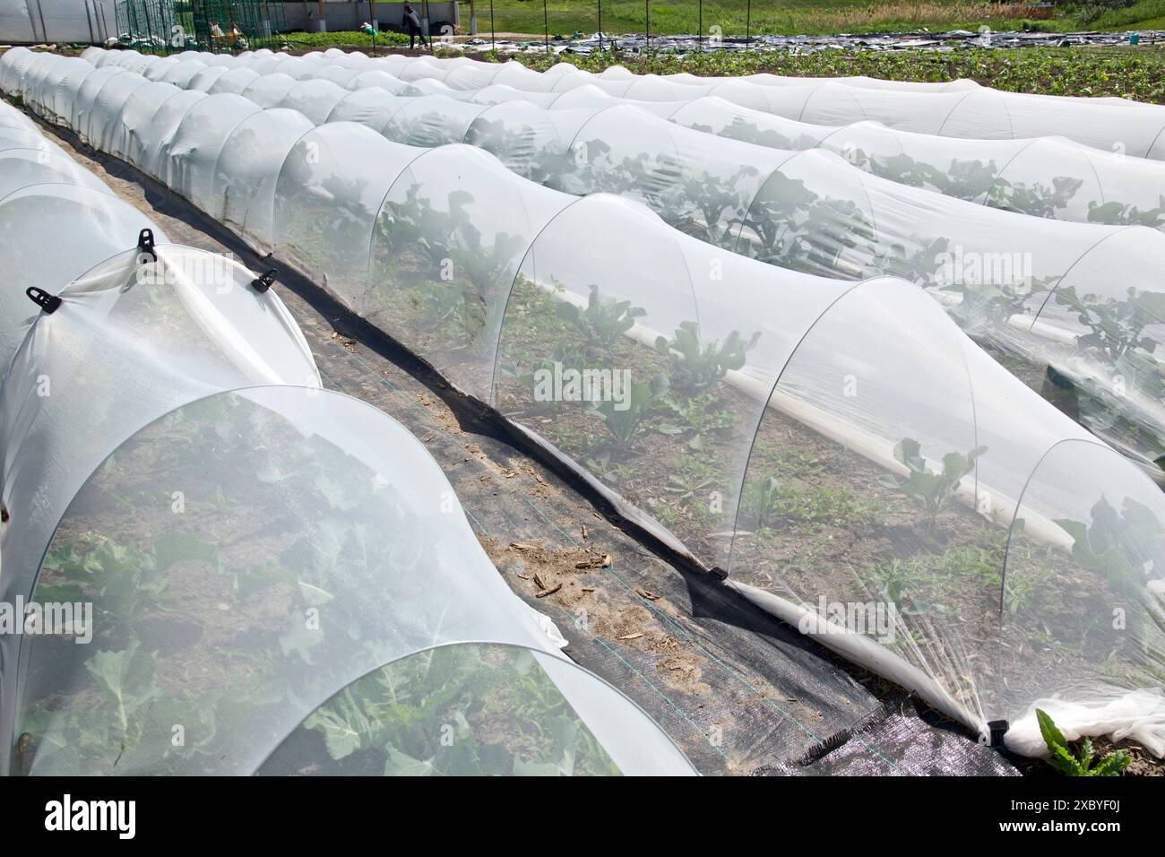 I cerchi in serra crescono nel tunnel con copertura per le file in tessuto per tende da giardino per la protezione contro uccelli e insetti Foto Stock