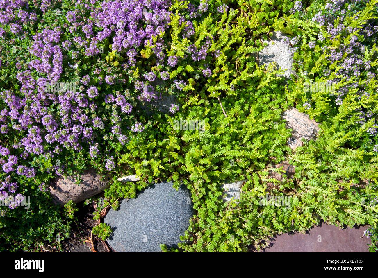 Vista dei fiori viola delle piante coperte dal terreno nel giardino Foto Stock