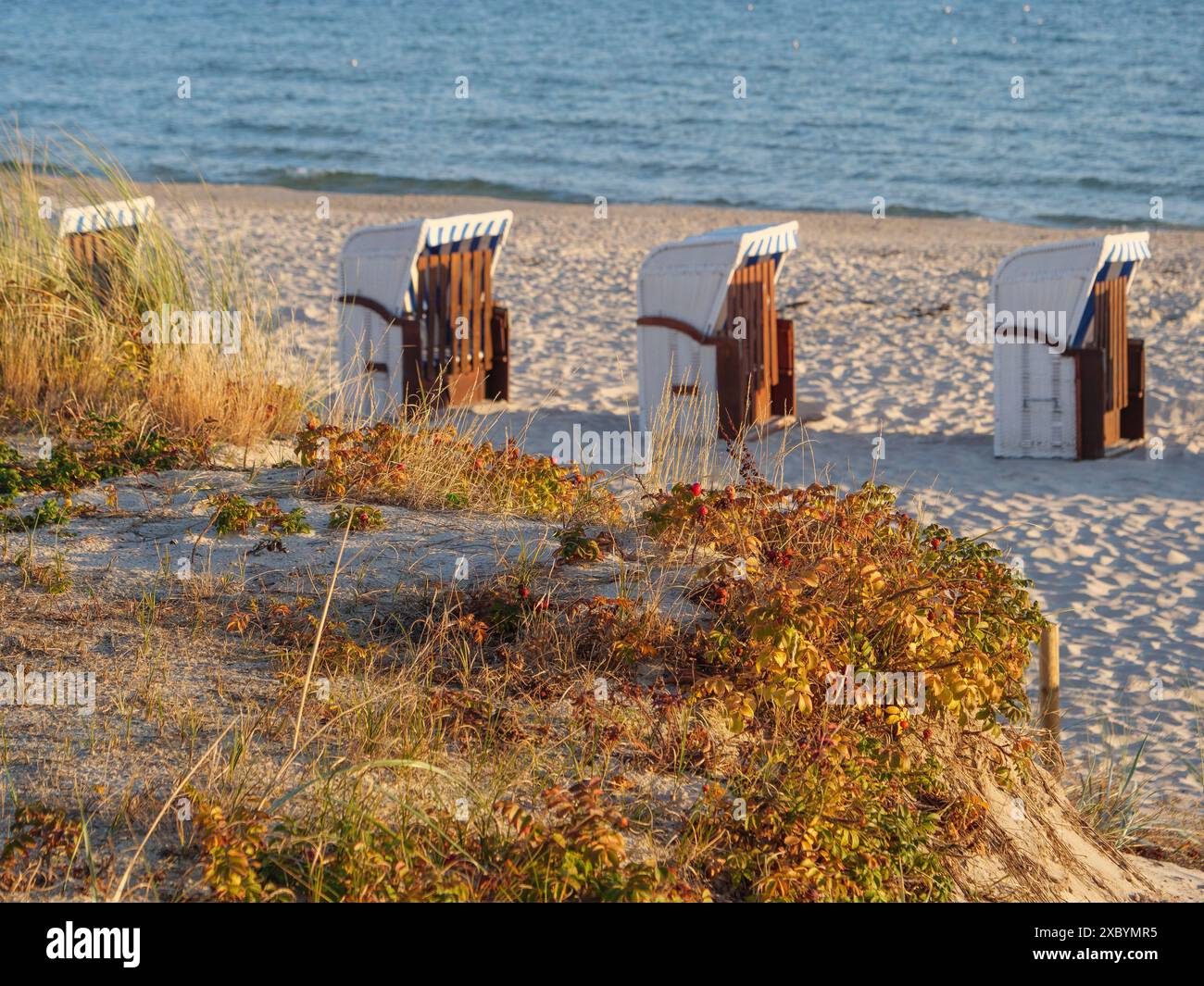 Sedie bianche si trovano sulla spiaggia di sabbia, circondate da una bassa vegetazione e affacciate sul mare, Binz, Ruegen, Germania Foto Stock