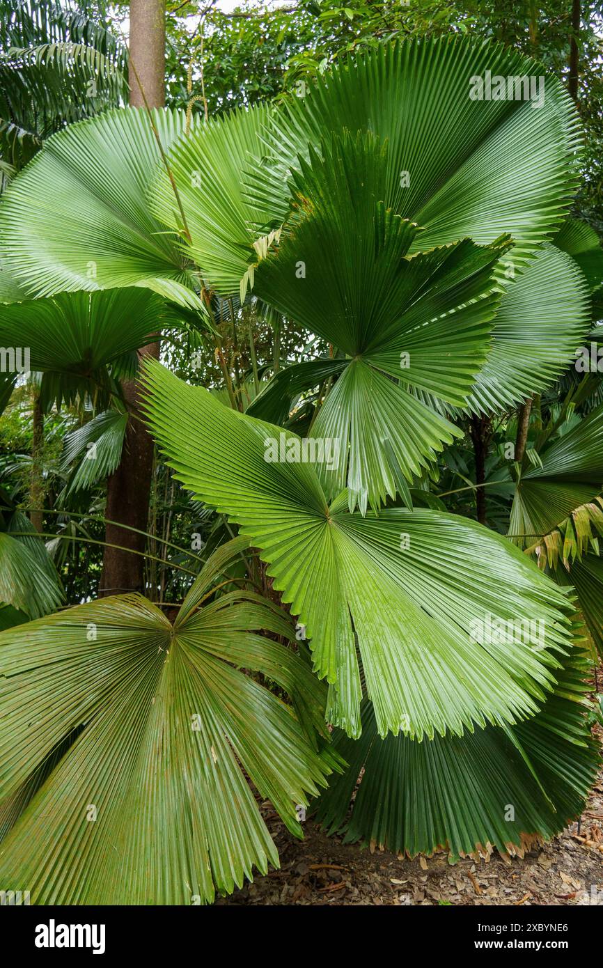 Grandi foglie a forma di ventaglio di una palma che crescono in una foresta tropicale, Singapore, Singapore Foto Stock