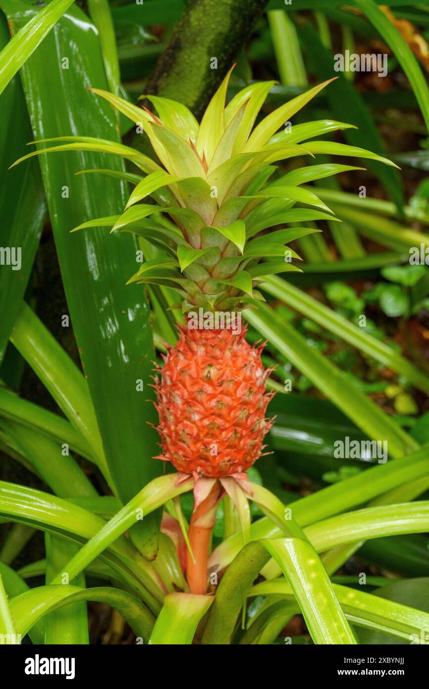 Un frutto tropicale di ananas con foglie verdi e una suggestiva pelle rossa in un ambiente naturale, Singapore Foto Stock