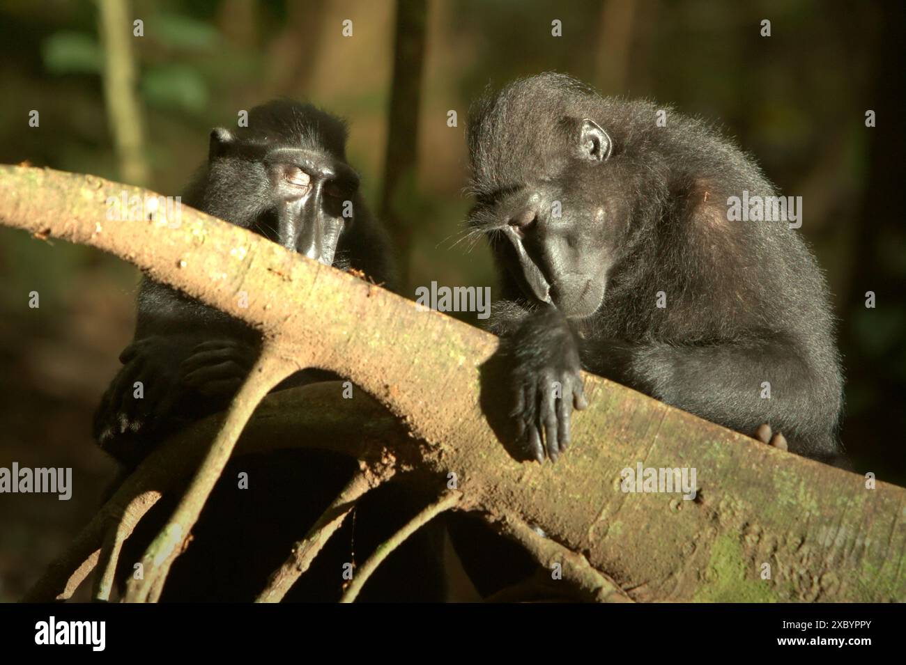 Macachi neri di Sulawesi (Macaca nigra) nella riserva naturale di Tangkoko, Sulawesi settentrionale, Indonesia. Foto Stock