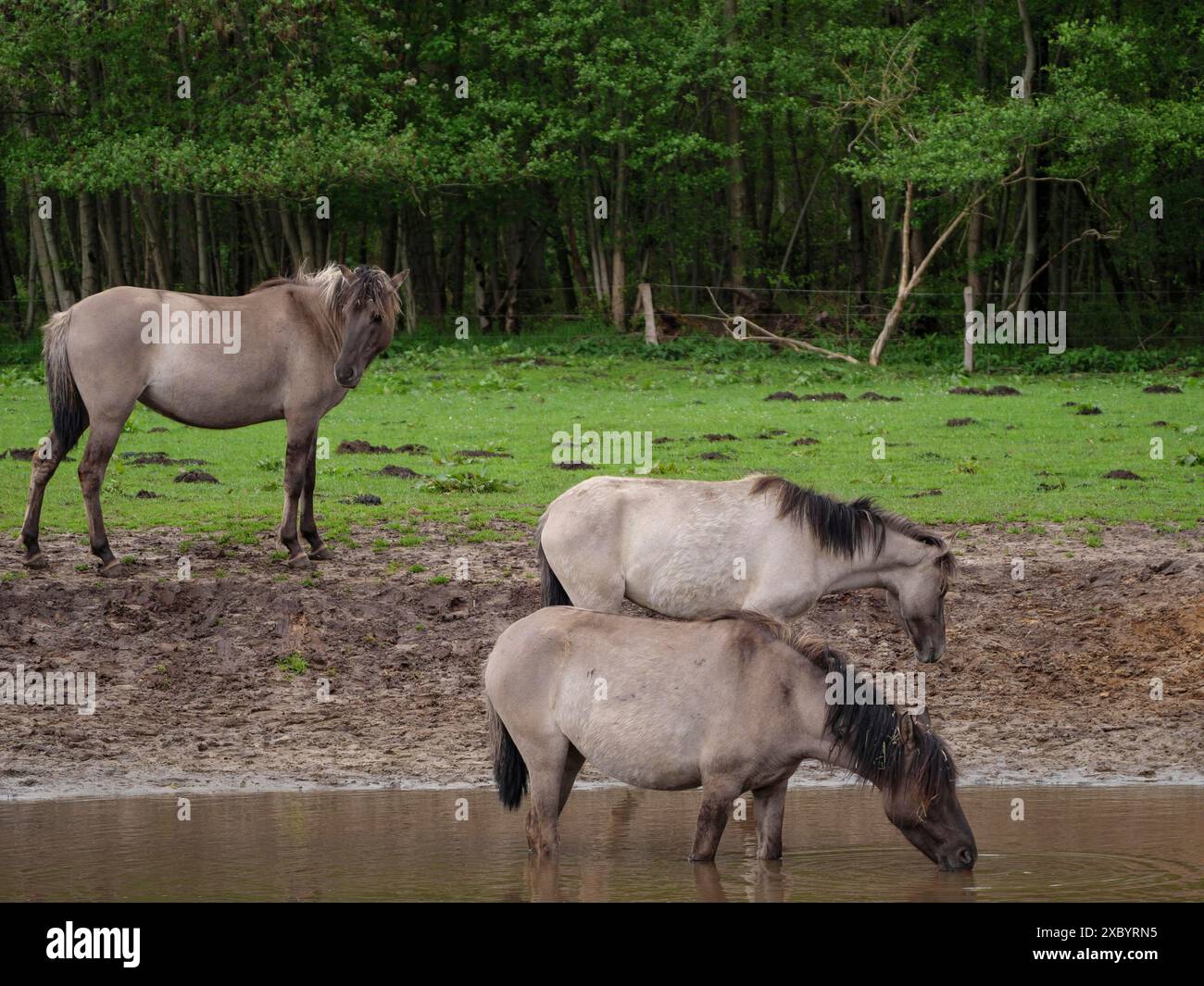 Tre cavalli in piedi ai margini di un pozzo d'acqua in un prato di fronte a una foresta, Merfeld, muensterland, germania Foto Stock