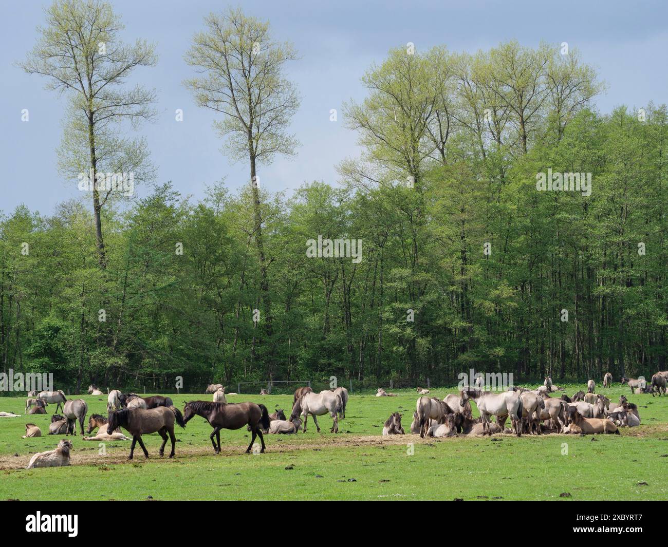 Una grande mandria di cavalli che pascolano e riposano su un prato verde ai margini di una foresta, Merfeld, muensterland, germania Foto Stock