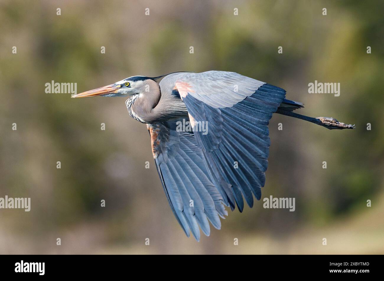 Primo piano di un grande uccello di Heron blu in volo. Foto Stock