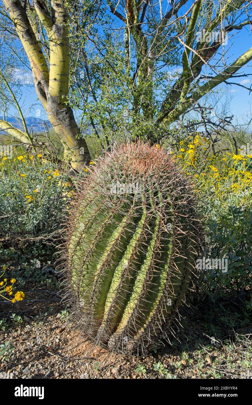 Cactus a botte di uncino sotto rami di palo verde giallo in primavera nel Parco Nazionale del Saguaro Foto Stock