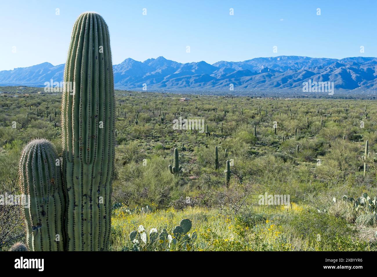 Il saguaro torreggiante costellano il fondovalle con le aspre montagne di Santa Catalina all'orizzonte Foto Stock