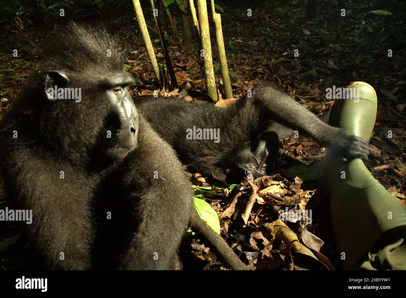 I macachi abituati crestati neri (Macaca nigra) mostrano comportamenti amichevoli nei confronti dei fotografi nella riserva naturale di Tangkoko, Sulawesi settentrionale, Indonesia. Foto Stock