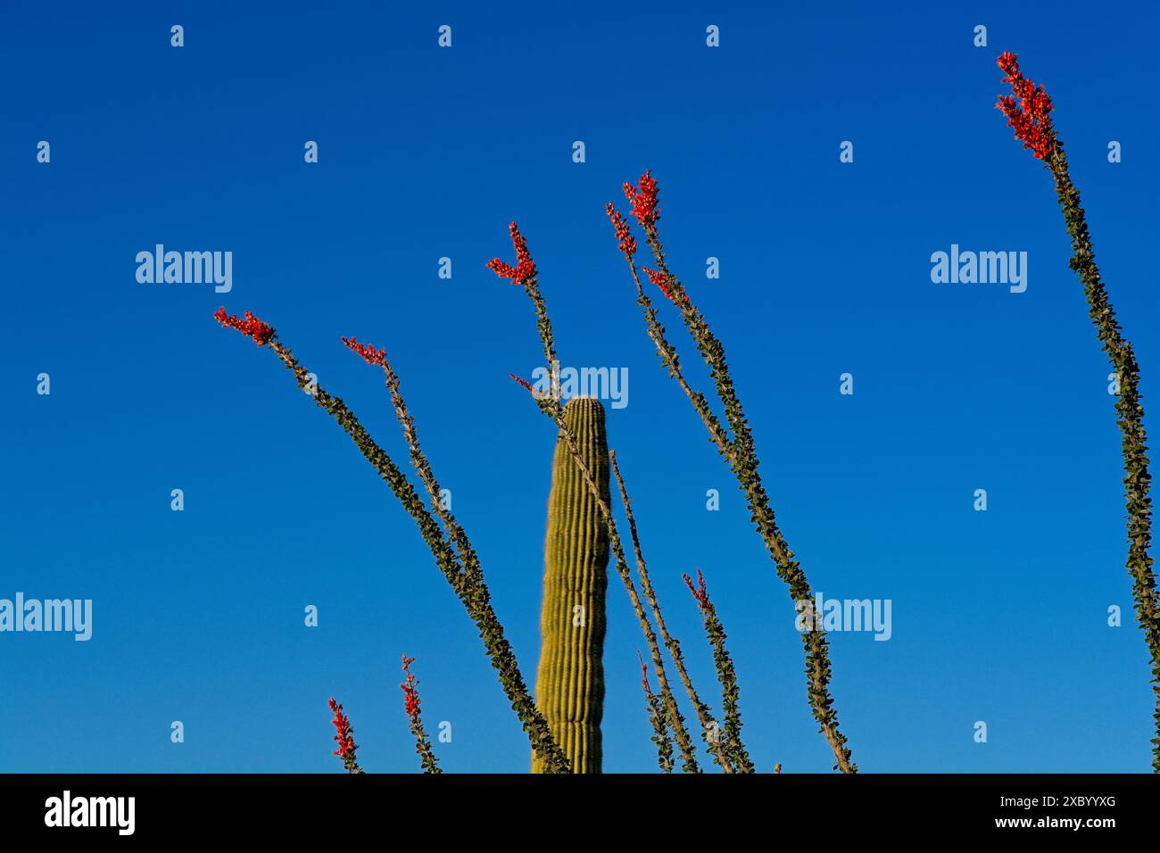 Ocotillo in fiore, saguaro contro il cielo azzurro nel sole del pomeriggio Foto Stock