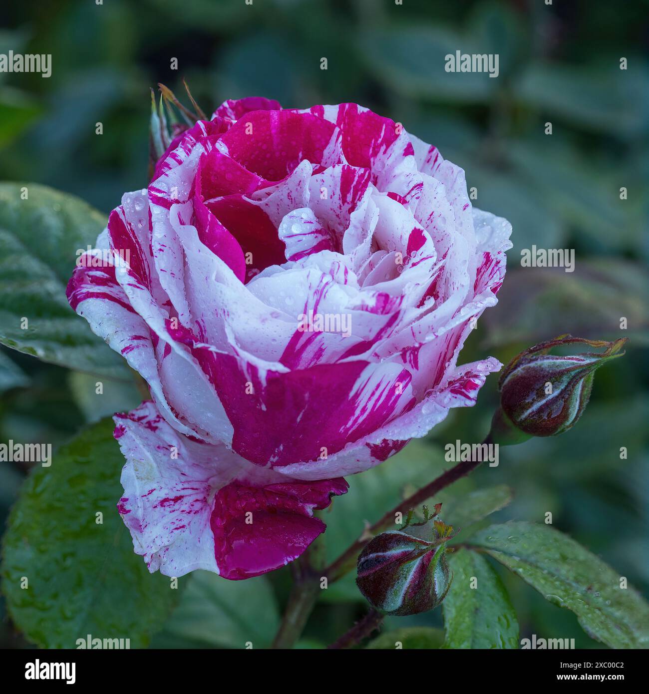 "Scentimental" Floribunda Rose in Bloom. San Jose Municipal Rose Garden a San Jose, California. Foto Stock