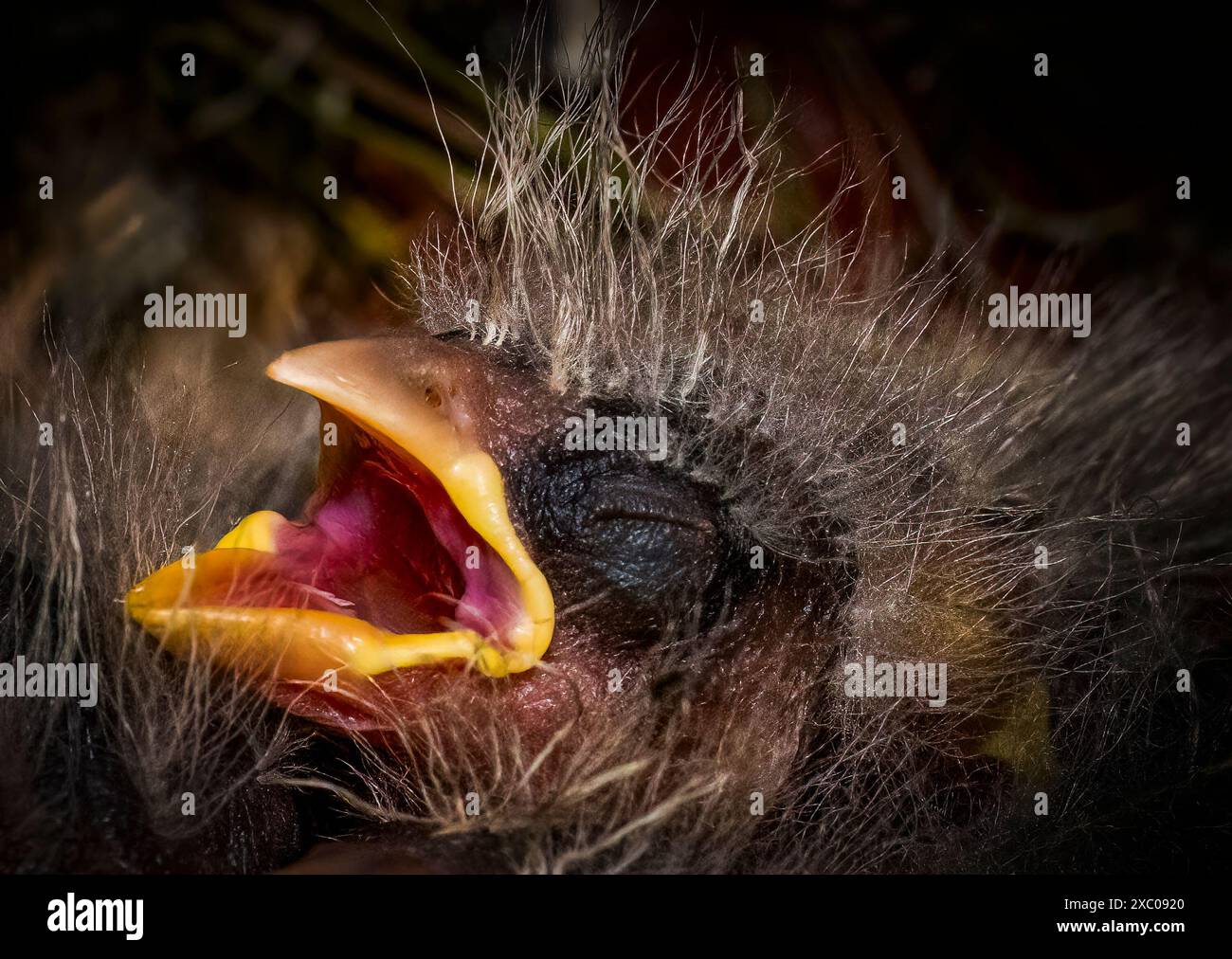 Un House Finch annidato da una a due settimane dopo la schiusa con la bocca aperta. Gli occhi non si sono ancora aperti. Sembra pronto per essere nutrito. Foto Stock