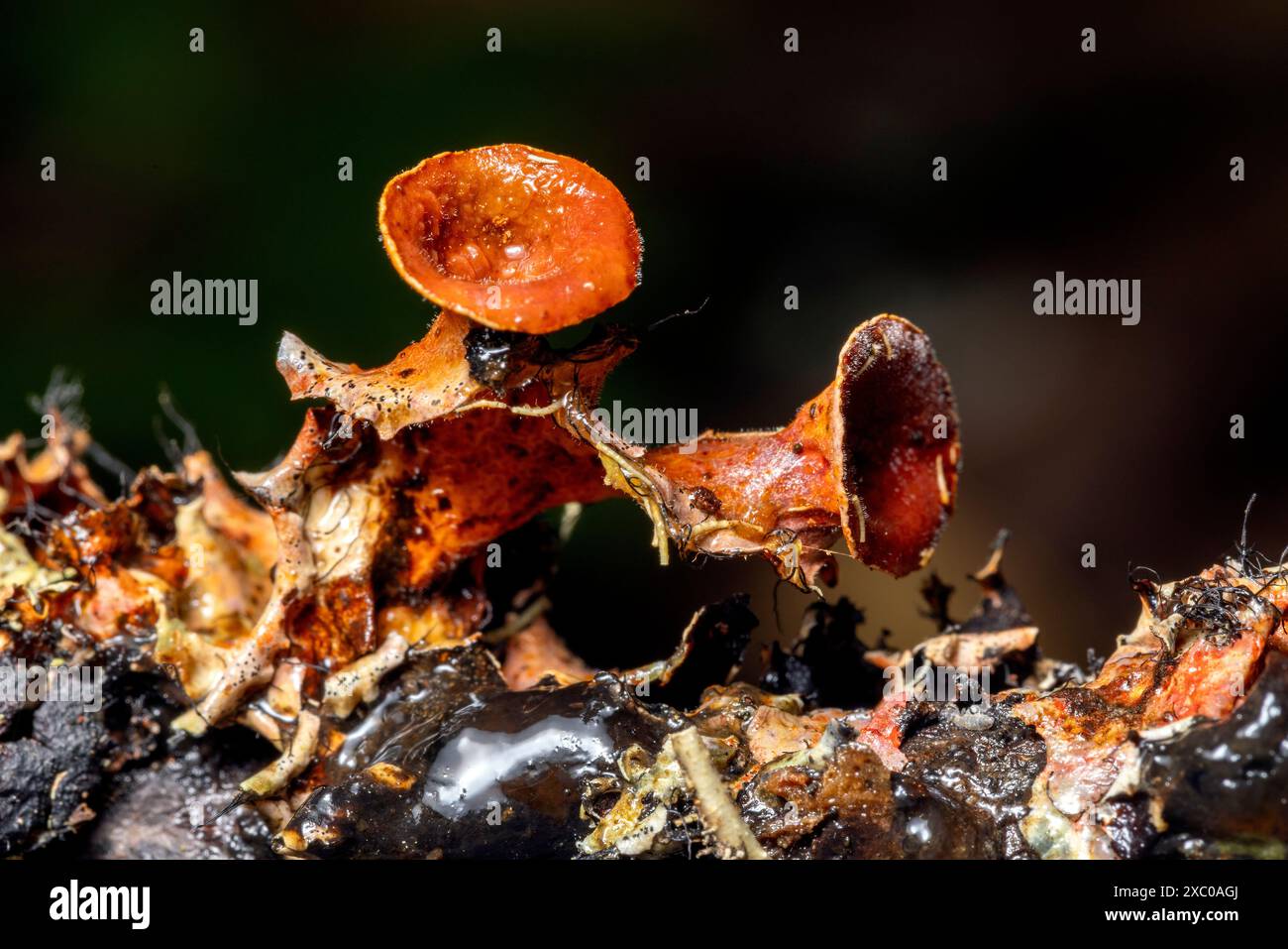 Primo piano di licheni con apotecia a forma di tazza - Pisgah National Forest, Brevard, North Carolina, USA Foto Stock