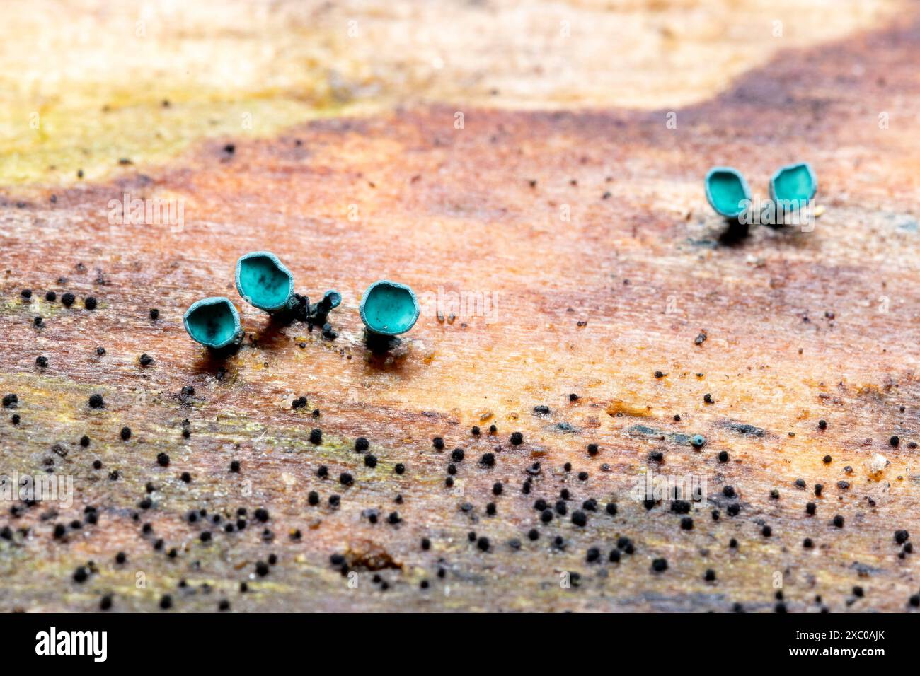 Green Wood Cup (Chlorociboria sp) - Pisgah National Forest, vicino a Brevard, Carolina del Nord, Stati Uniti Foto Stock