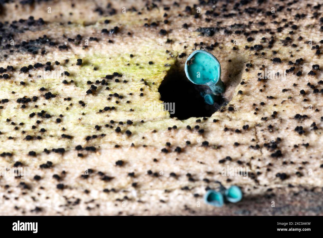 Green Wood Cup (Chlorociboria sp) - Pisgah National Forest, vicino a Brevard, Carolina del Nord, Stati Uniti Foto Stock