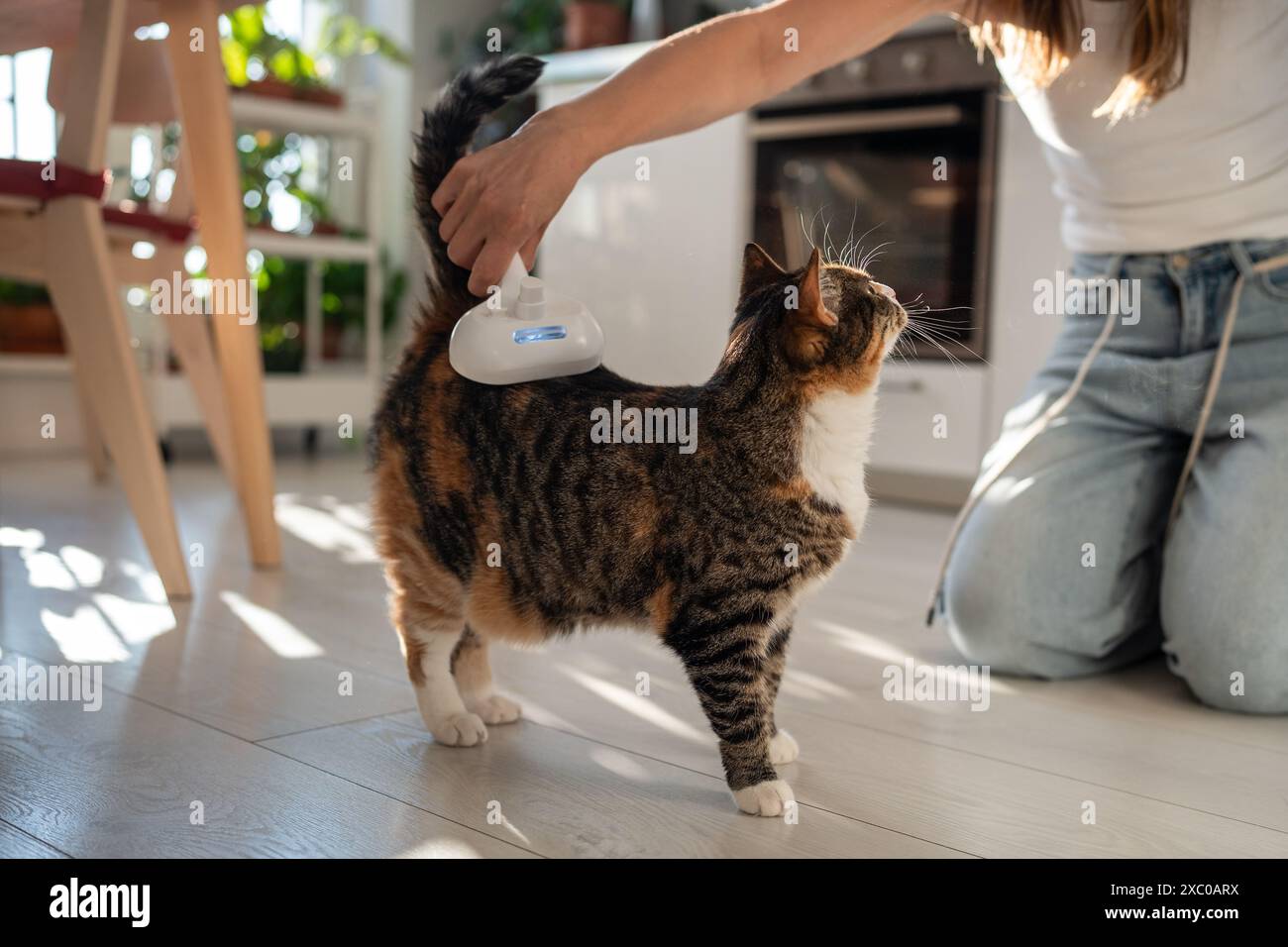 Il proprietario di un animale domestico utilizza il pettine massaggiante spray elettrico per gatto e la spazzola a vapore per rimuovere i grovigli di capelli. Cura del corpo. Foto Stock