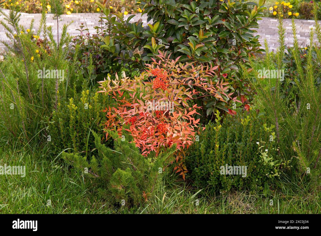 Bellissimo Bush con frutti di bosco rossi nel parco. Foto Stock