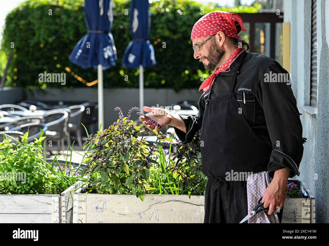 Berlino, Germania. 13 giugno 2024. Marcus Kümmel, un tempo capo chef del ristorante vegano Kopps a Berlin-Mitte, raccoglie erbe fresche di fronte al suo ristorante "Bollenpiepe" in una lussureggiante colonia nel quartiere Pankow di Rosenthal. Qui utilizza principalmente ingredienti vegetali per evocare creazioni eccellenti che vengono preparate con amore. Alcuni degli ingredienti per il suo cibo provengono direttamente dai giardini e ha aperto il suo ristorante quasi un anno fa. Crediti: Jens Kalaene/dpa/Alamy Live News Foto Stock