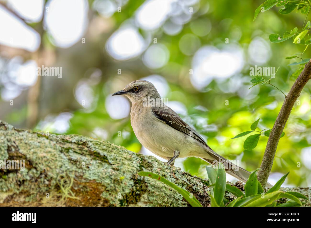 mockingbird tropicale (Mimus gilvus), uccello nidificante residente. Barichara, dipartimento di Santander. Flora e fauna selvatiche e birdwatching in Colombia Foto Stock