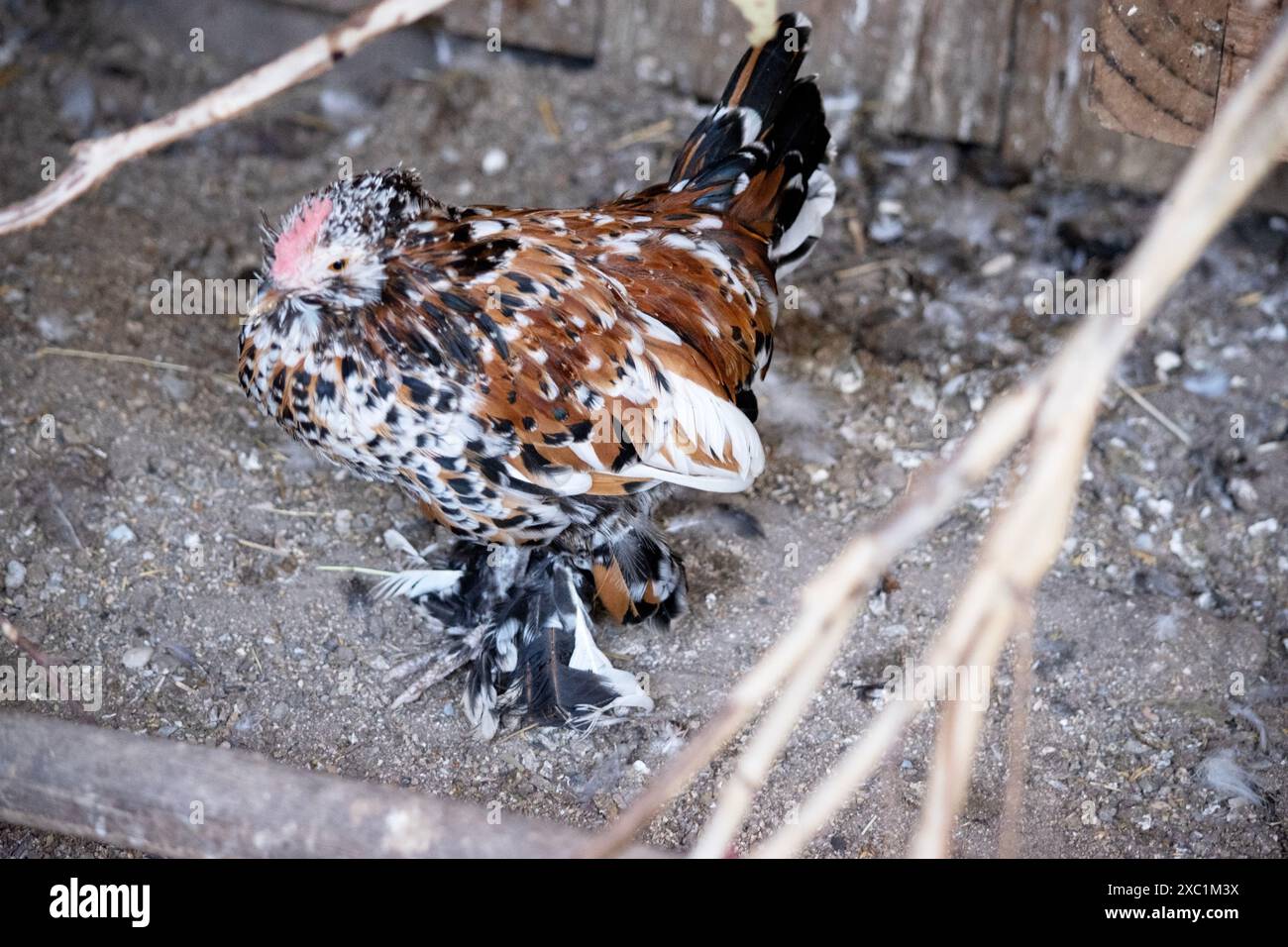 questo è un pollo colorato Foto Stock
