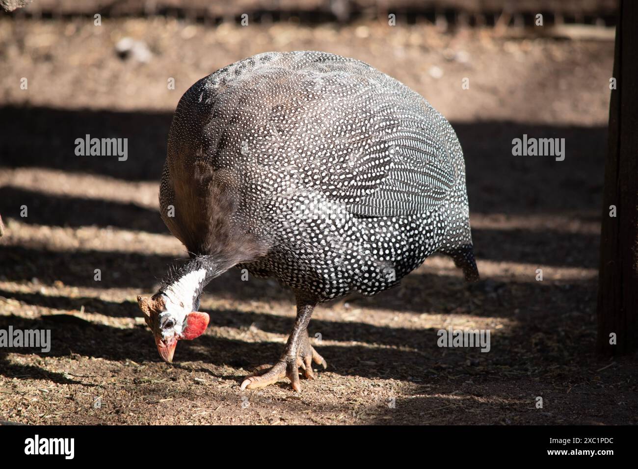 Il pollo della Guinea con casco è grigio-nero macchiato di bianco. Come altre galline, questa specie ha una testa senza piume, Foto Stock