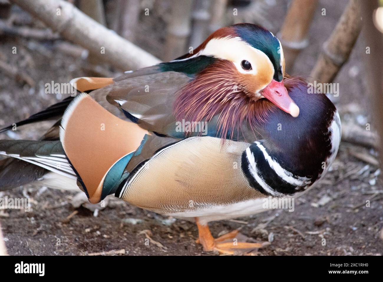 L'anatra mandarina ha piume bianche e marrone chiaro con gambe arancioni, piedi e becco. Foto Stock